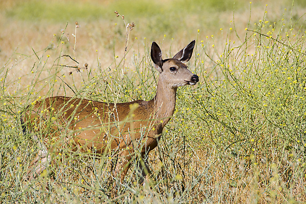포토 JPG 해외이미지 동물 응시 여자 야생동물 백그라운드 오렌지 포유류 자연 사슴 친절 건조 서기 사람없음 야외 여름 갈색 검은색 미국 가을 관찰 우아함 꼬리 귀 캘리포니아 경보 동물상 암사슴 해외202004 해외포토 시선 계절 컬러 컨셉 북아메리카 과일 모션 사람 신체부위 조형물 암컷 생태계 파일형식 이미지허브