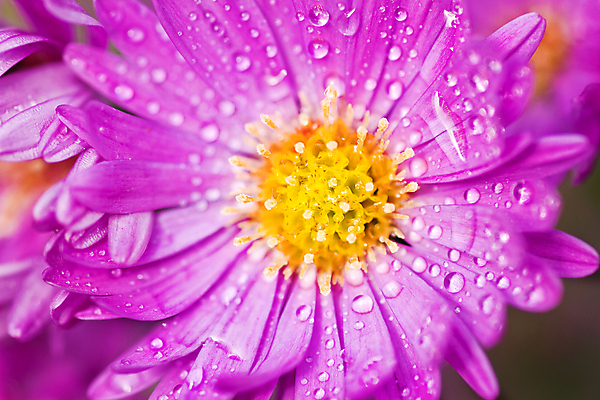 포토 JPG 해외이미지 공원 꽃 분홍색 잉글랜드 새로움 사람없음 물 햇빛 정원 보라색 가을 물방울 개화 이슬 데이지 해외202004 해외포토 자연요소 식물 계절 공공시설 컬러 컨셉 영국 태양 파일형식 이미지허브