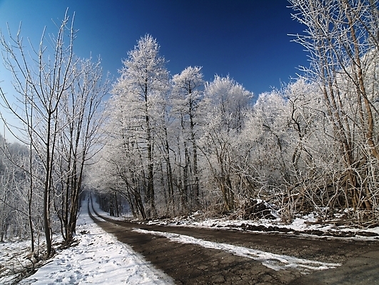 포토 JPG 해외이미지 나무 계절 도로 선 여행 백그라운드 겨울 휴가 풍경 사람없음 냉동 운전 시골 숲 12월 장면 폴란드 1월 2월 눈내림 해외202004 해외포토 식물 유럽 길 교통시설 모션 눈_날씨 날짜 파일형식 이미지허브