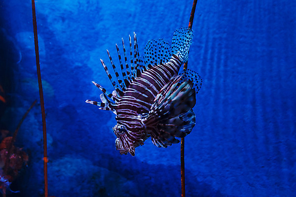 포토 JPG 해외이미지 동물 야생동물 바다 백그라운드 자연 어류 사람없음 물 파란색 컬러풀 환경 수중 줄무늬 산호 위험 사자 암초 수족관 내추럴 이국적 해외202004 해외포토 자연요소 컬러 컨셉 무늬 포유류 수중동물 자포동물 생태계 파일형식 이미지허브