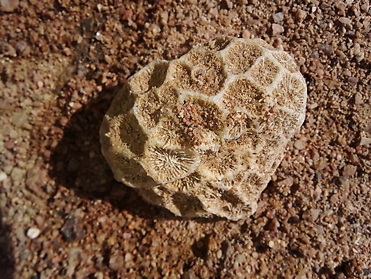 포토 JPG 해외이미지 바다 백그라운드 자연 이집트 사람없음 초록색 여름 노란색 보라색 검은색 회색 젖음 껍질 조약돌 산호 닫기 질감 날카로움 홍해 해외202004 해외포토 계절 컬러 모션 아프리카 돌_바위 자포동물 생태계 파일형식 이미지허브