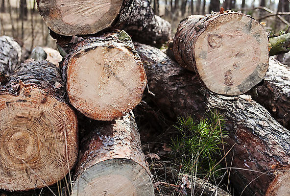 포토 JPG 해외이미지 나무 공원 산업 백그라운드 부분 자연 통 사람없음 목재 쌓기 소나무 원형 거친 널 숲 장작 자르기 질감 날것 냄새 통나무 부드러움 나무껍질 침엽수 잡동사니 흙더미 내추럴 벌목 삼림지대 수목 톱질 해외202004 해외포토 도형 식물 공공시설 재료 모션 흙 껍질 감각 생태계 파일형식 더미 이미지허브