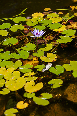 포토 JPG 해외이미지 식물 공원 꽃잎 꽃 호수 백그라운드 꽃무늬 자연 표면 아침 연꽃 동양인 사람없음 야외 초록색 물 여름 반사 정원 보라색 침묵 고요 봄 벚꽃 연못 신선 화려 개화 저녁 백합 당구 내추럴 해외202004 해외포토 주간 자연요소 계절 공공시설 컬러 컨셉 무늬 인종 구기 소리 야간 생태계 파일형식 이미지허브