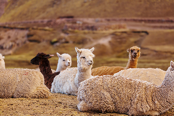 포토 JPG 해외이미지 동물 여행 농업 포유류 자연 사람없음 야외 농장 농경지 미국 시골 남쪽 아르헨티나 내추럴 양모 밭일 알파카 이국적 잉카 페루 해외202004 해외포토 산업 북아메리카 직물 남아메리카 방향 생태계 파일형식 이미지허브