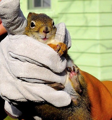 포토 JPG 해외이미지 동물 공원 지구 야생동물 포유류 자연 사람없음 야외 환경 황무지 보호 내추럴 해외202004 해외포토 공공시설 컨셉 생태계 파일형식 이미지허브