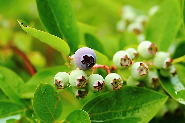 포토 JPG 해외이미지 식물 계절 열매 음식 잎 농업 다이어트 과일 자연 디저트 건강 사람없음 초록색 여름 파란색 정원 성장 나뭇가지 신선 달콤 먹기 유기농 블루베리 내추럴 숙성 해외202004 해외포토 나무 웰빙 산업 컬러 모션 맛 생태계 파일형식 이미지허브