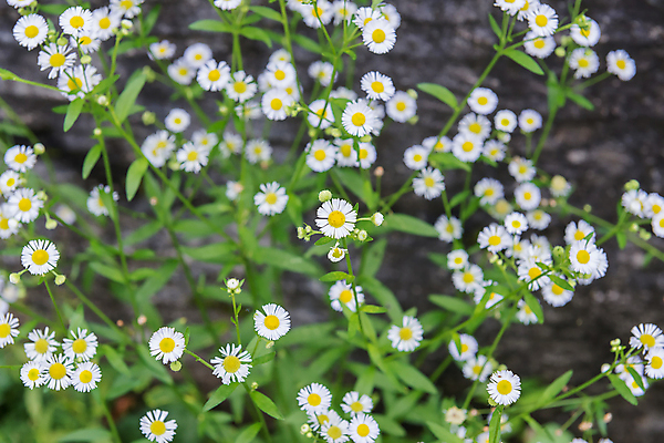 포토 JPG 해외이미지 식물 계절 꽃잎 꽃 조각 여행 백그라운드 꽃무늬 밭 자연 벽지 선물 사람없음 초록색 여름 파란색 컬러풀 햇빛 환경 정원 봄 기쁨 벚꽃 가을 흰색 신선 개화 우아함 코스모스 질감 데이지 광택 솜털 내추럴 꽃수술 생존 해외202004 해외포토 감정 컬러 컨셉 무늬 농업 태양 생태계 파일형식 이미지허브