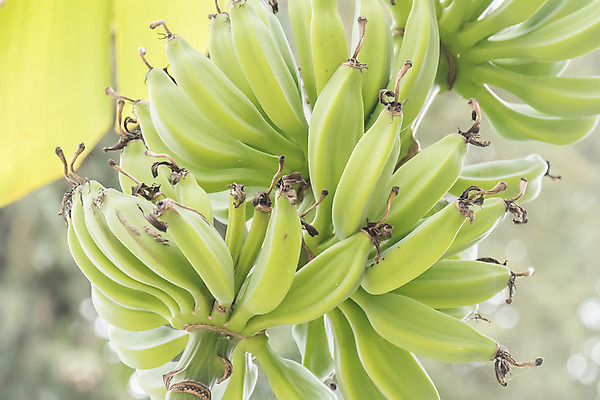 포토 JPG 해외이미지 나무 식물 꽃 음식 줄기 섬 백그라운드 잎 꽃무늬 농업 채소 과일 자연 열대 바나나 매달리기 건강 사람없음 야외 초록색 농장 환경 정원 보라색 성장 벚꽃 나뭇가지 신선 달콤 숲 다발 묘사 유기농 내추럴 이국적 해외202004 해외포토 웰빙 산업 컬러 무늬 모션 맛 생태계 파일형식 이미지허브