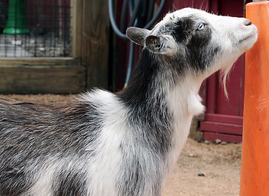 포토 JPG 해외이미지 동물 척추동물 응시 남자 음식 농업 포유류 자연 염소 주택 뿔 육류 사람없음 야외 여름 농장 갈색 머리 가축 우유 나뭇가지 시골 땅 먹기 피부 코 생물학 귀 장면 리빙 밭일 해외202004 해외포토 나무 시선 계절 교육 산업 컬러 식재료 모션 유제품 사람 건물 신체부위 생태계 파일형식 이미지허브