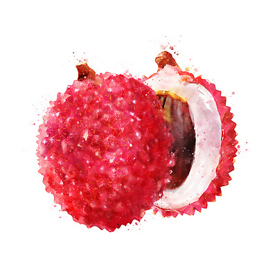 포토 JPG 해외이미지 과일 일러스트 사람없음 열대과일 리치 해외202004 해외포토 파일형식 이미지허브