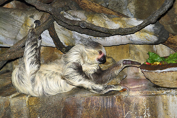 포토 JPG 해외이미지 동물 손 얼굴 음식 포유류 딸기 생물 동물원 앉기 사람없음 식사 저녁식사 당근 샐러드 나뭇가지 원숭이 아침식사 먹이 먹기 잔치 오르기 서빙 위치 포도나무 유인원 게으름 점심식사 발톱 수유 집게발 해외202004 해외포토 나무 컨셉 과일 모션 발 뿌리채소 신체부위 과일나무 파일형식 이미지허브