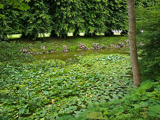 포토 JPG 해외이미지 나무 식물 공원 길 호수 야생동물 잎 자연 요정 이끼 풍경 사람없음 야외 초록색 여름 걷기 환경 침묵 봄 하이킹 성장 나뭇가지 시골 신선 개울 황무지 보호 숲 오솔길 열대우림 에코 장면 지역 양치류 해외202004 해외포토 동물 계절 공공시설 컬러 컨셉 모션 레저 강 소리 생태계 파일형식 이미지허브