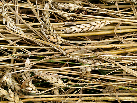 포토 JPG 해외이미지 식물 음식 빵 밭 농업 자연 건조 건강 사람없음 여름 농작물 농장 환경 수확 성장 시골 황금 자르기 시리얼 밀 귀 밭일 세련 해외202004 해외포토 계절 산업 모션 곡류 신체부위 생태계 파일형식 이미지허브