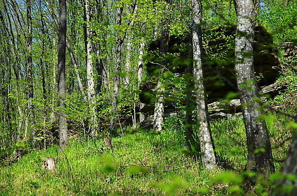 포토 JPG 해외이미지 나무 식물 디자인 계절 공원 유럽 길 백그라운드 잎 자연 아침 산 이끼 풍경 사람없음 야외 목재 초록색 여름 컬러풀 태양 갈색 환경 맑음 봄 나뭇가지 시골 숲 장면 나무껍질 내추럴 삼림지대 해외202004 해외포토 주간 자연요소 공공시설 나라 컬러 재료 날씨 껍질 생태계 파일형식 이미지허브