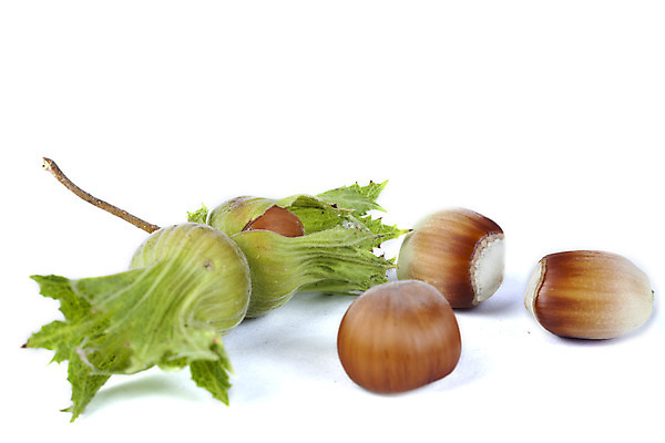 포토 JPG 해외이미지 재료 실내 사람없음 흰배경 개암나무 헤이즐넛 개암 해외202004 해외포토 나무 열매 백그라운드 내부 견과류 흰색 파일형식 이미지허브