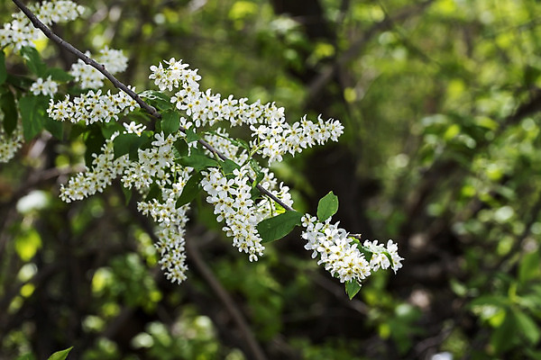 포토 JPG 해외이미지 나무 식물 계절 공원 꽃잎 꽃 잎 꽃무늬 자연 사람없음 야외 목재 초록색 빛 갈색 노란색 정원 봄 성장 벚꽃 흰색 나뭇가지 시골 꽃수술 해외202004 해외포토 공공시설 컬러 무늬 재료 생태계 파일형식 이미지허브