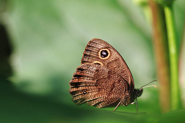 포토 JPG 해외이미지 꽃 야생동물 나비 곤충 잎 패턴 날개 자연 사람없음 초록색 여름 머리 정원 검은색 봄 벚꽃 점 꿀 해외202004 해외포토 식물 동물 계절 컬러 무늬 신체부위 생태계 파일형식 이미지허브