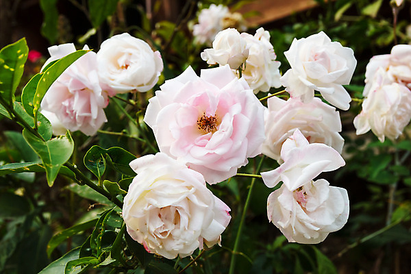 포토 JPG 해외이미지 식물 꽃잎 꽃 줄기 분홍색 꽃다발 결혼 백그라운드 잎 꽃무늬 패턴 자연 발렌타인데이 사랑 사람없음 장식 초록색 장미 정원 벚꽃 흰색 축하 신선 다발 싱글 내추럴 해외202004 해외포토 감정 컬러 컨셉 무늬 데이이벤트 이벤트 생태계 파일형식 이미지허브
