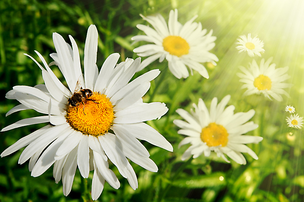 포토 JPG 해외이미지 식물 계절 공원 꽃잎 꽃 꽃다발 백그라운드 컨셉 잎 꽃무늬 밭 오렌지 자연 하늘 추상 부활절 풍경 사람없음 야외 장식 초록색 여름 빛 컬러풀 햇빛 태양 환경 정원 맑음 보라색 봄 벚꽃 광선 인사 신선 개화 우아함 다발 꽃집 묘사 원예 데이지 내추럴 고립 해외202004 해외포토 자연요소 공공시설 기념일 컬러 무늬 농업 과일 날씨 취미 상점 예절 생태계 파일형식 이미지허브