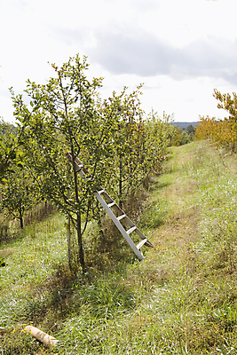 포토 JPG 해외이미지 나무 식물 계절 농업 사다리 하늘 산 사람없음 초록색 농장 수확 가을 나뭇가지 시골 사과 과수원 해외202004 해외포토 산업 컬러 과일 도구 파일형식 이미지허브