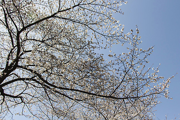 포토 JPG 해외이미지 나무 식물 계절 꽃잎 꽃 백그라운드 꽃무늬 자연 하늘 새로움 사람없음 야외 여름 파란색 햇빛 우주 정원 일본 맑음 봄 활발 벚꽃 흰색 나뭇가지 신선 개화 과수원 부드러움 내추럴 해외202004 해외포토 아시아 컬러 컨셉 무늬 농업 날씨 태양 감각 생태계 파일형식 이미지허브