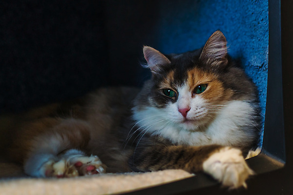 포토 JPG 해외이미지 동물 1 백그라운드 포유류 털 그림자 사람없음 반려동물 쌓기 귀여움 텔레비전 고양이 어둠 침실 회색 침대 달콤 은색 야간 스마트 육식동물 멀리 시트 기르기 돌봄 동반자 러시아인 입양 제어 지능 해외202004 해외포토 자연요소 서양인 컬러 가구 컨셉 모션 전자제품 맛 파일형식 이미지허브