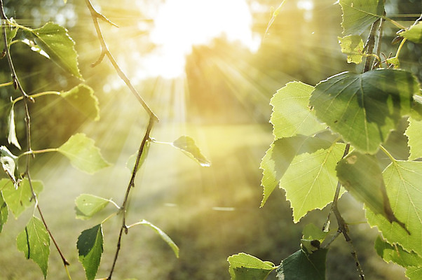 포토 JPG 해외이미지 나무 식물 디자인 계절 공원 백그라운드 잎 자연 하늘 새로움 미술 사람없음 초록색 여름 빛 햇빛 태양 환경 봄 성장 덮개 광선 나뭇가지 신선 개화 숲 질감 레이아웃 엽서 자작나무 노려봄 내추럴 해외202004 해외포토 자연요소 공공시설 꽃 컬러 컨셉 문화예술 표정 뚜껑 편지 생태계 파일형식 이미지허브