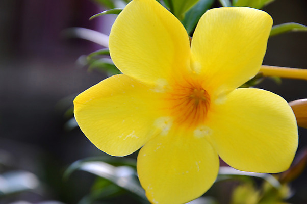 포토 JPG 해외이미지 식물 디자인 꽃잎 꽃 행복 아시아 백그라운드 잎 꽃무늬 농업 자연 선물 사람없음 장식 농작물 노란색 평화 정원 수확 벚꽃 종 물방울 신선 이슬 빗방울 관목 향기 트럼펫 부드러움 포도나무 내추럴 엘리먼트 해외202004 해외포토 나무 감정 나라 산업 컬러 컨셉 무늬 감각 비_날씨 과일나무 금관악기 생태계 냄새 파일형식 이미지허브