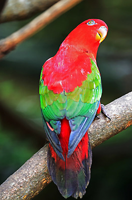 포토 JPG 해외이미지 동물 응시 공원 야생동물 자연 조류 서기 사람없음 야외 반려동물 컬러풀 나뭇가지 깃털 앵무새 해외202004 해외포토 나무 시선 공공시설 컬러 모션 생태계 파일형식 이미지허브