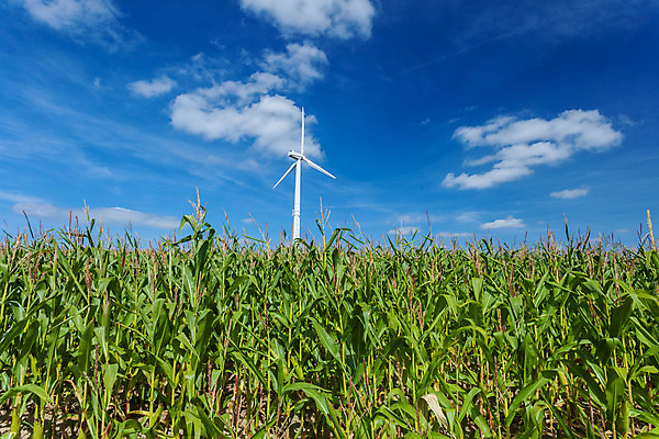 포토 JPG 해외이미지 식물 백그라운드 밭 농업 채소 과일 자연 옥수수 사람없음 초록색 시골 시리얼 밀 팝콘 해외202004 해외포토 산업 음식 컬러 곡류 생태계 파일형식 이미지허브