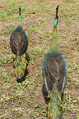 포토 JPG 해외이미지 나무 동물 1 야생동물 백그라운드 잎 오렌지 노래 자연 조류 휴식 종류 앉기 사람없음 야외 빨간색 초록색 여름 파란색 우주 봄 회색 바위 흰색 나뭇가지 공작 묘사 싱글 생물학 서식지 생태학 해외202004 해외포토 식물 계절 교육 음악 컬러 컨셉 과일 모션 돌_바위 생태계 파일형식 이미지허브