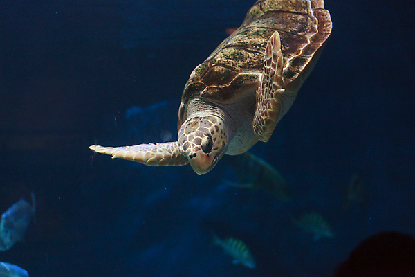 포토 JPG 해외이미지 스포츠 바다 여행 청소년 자연 어류 사람없음 물 파란색 여행객 바닷속 수중 수영 미국 거품 탐험 거북이 잠수부 다이빙 벨리즈 암초 서식지 내추럴 깊이 터키석 해외202004 해외포토 자연요소 컬러 북아메리카 파충류 사람 수중동물 수상스포츠 중앙아메리카 전문직 보석 생태계 수중스포츠 파일형식 이미지허브