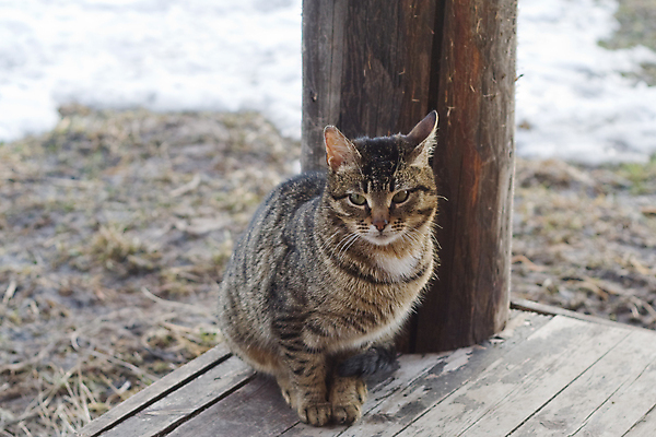 포토 JPG 해외이미지 동물 응시 겨울 주택 그림자 앉기 사람없음 야외 목재 반려동물 농장 마을 맑음 고양이 회색 흰색 시골 기둥 널 먼지 얼룩무늬 해외202004 해외포토 나무 시선 계절 건축 컬러 무늬 농업 재료 포유류 모션 날씨 건물 파일형식 이미지허브