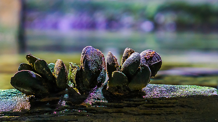 포토 JPG 해외이미지 동물 유럽 음식 바다 백그라운드 가족 자연 조개 연체동물 함께함 사람없음 장식 물 파란색 갈색 검은색 껍질 침대 신선 그룹 다발 탱크 홍합 수족관 리빙 내추럴 수경재배 식용 해외202004 해외포토 자연요소 나라 컬러 가구 컨셉 관계 어패류 무척추동물 생태계 파일형식 이미지허브