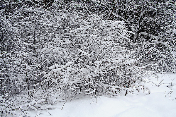 포토 JPG 해외이미지 나무 계절 공원 크리스마스 자연 날씨 휴가 풍경 사람없음 야외 냉동 얼음 침묵 회색 추위 흰색 나뭇가지 시골 숲 12월 서리 1월 2월 반투명 눈내림 해외202004 해외포토 자연요소 식물 공공시설 기념일 컬러 눈_날씨 소리 날짜 생태계 파일형식 이미지허브
