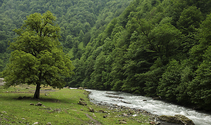 포토 JPG 해외이미지 나무 여행 잎 자연 산 풍경 사람없음 목재 초록색 물 여름 강 환경 봄 흐름 바위 개울 숲 삼림지대 해외202004 해외포토 자연요소 식물 계절 컬러 컨셉 재료 돌_바위 생태계 파일형식 이미지허브