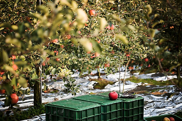 포토 JPG 주간 나무 과일 사람없음 야외 아웃포커스 상자 가을 사과 과수원 사과나무 사과박스 안동 국내포토 자연요소 식물 계절 농업 촬영기법 경상북도 파일형식