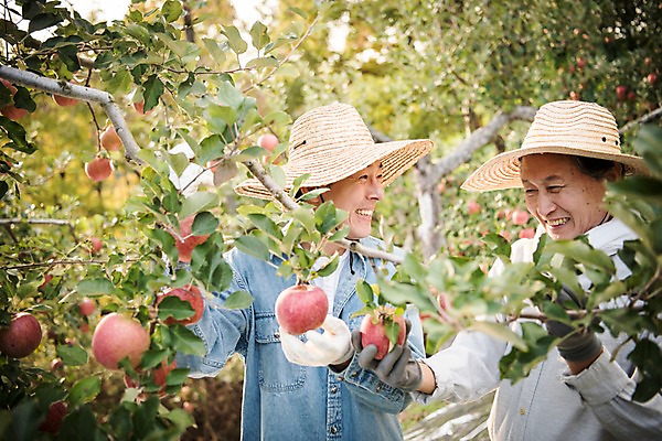 포토 JPG 주간 나무 노년 남자 아들 과일 가족 서기 웃음 상반신 성인 야외 두명 앞모습 아웃포커스 30대 한국인 수확 가을 아빠 60대 사과 농부 과수원 사과나무 안동 부자지간 성인남자만 소상공인 국내포토 자연요소 식물 직업 계절 뷰포인트 농업 관계 모션 촬영기법 표정 사람 동양인 장년 경제 경상북도 상인 남자만 성인만 파일형식