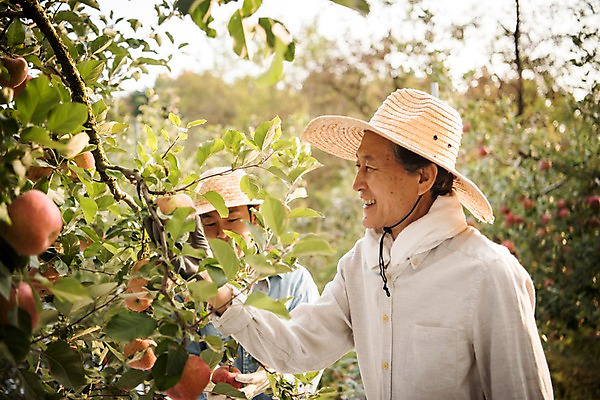 포토 JPG 주간 나무 응시 노년 남자 아들 과일 서기 웃음 상반신 성인 야외 두명 앞모습 옆모습 아웃포커스 30대 만지기 한국인 수확 가을 아빠 60대 사과 농부 과수원 사과나무 과일따기 안동 부자지간 성인남자만 소상공인 국내포토 자연요소 식물 직업 시선 계절 뷰포인트 농업 가족 모션 촬영기법 표정 사람 동양인 장년 경제 경상북도 상인 남자만 성인만 파일형식
