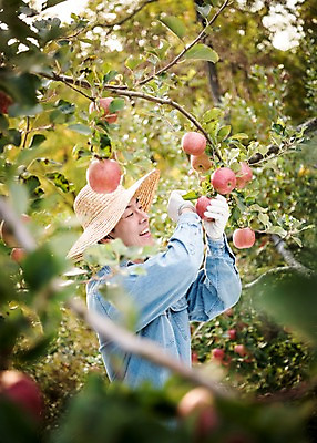 포토 JPG 주간 나무 응시 남자 과일 한명 서기 웃음 상반신 성인 야외 옆모습 아웃포커스 30대 한국인 수확 가을 사과 과수원 사과나무 과일따기 안동 성인남자한명만 국내포토 자연요소 식물 1 시선 계절 뷰포인트 농업 모션 촬영기법 표정 사람 동양인 장년 경상북도 남자한명만 성인남자만 파일형식