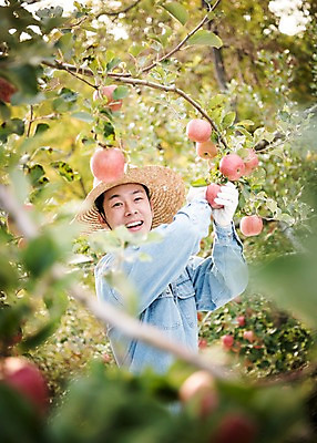 포토 JPG 주간 나무 남자 과일 한명 서기 웃음 상반신 성인 야외 옆모습 아웃포커스 30대 한국인 수확 가을 사과 과수원 사과나무 과일따기 안동 성인남자한명만 국내포토 자연요소 식물 1 계절 뷰포인트 농업 모션 촬영기법 표정 사람 동양인 장년 경상북도 남자한명만 성인남자만 파일형식