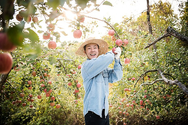 포토 JPG 주간 나무 남자 과일 한명 서기 웃음 상반신 성인 야외 옆모습 아웃포커스 30대 한국인 수확 가을 사과 과수원 사과나무 과일따기 안동 성인남자한명만 국내포토 자연요소 식물 1 계절 뷰포인트 농업 모션 촬영기법 표정 사람 동양인 장년 경상북도 남자한명만 성인남자만 파일형식