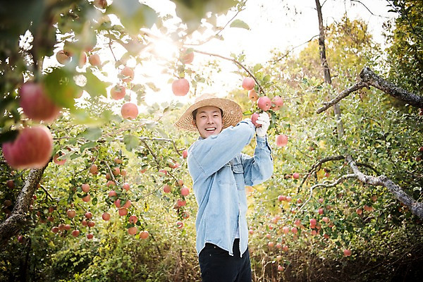 포토 JPG 주간 나무 남자 과일 한명 서기 웃음 상반신 성인 야외 옆모습 아웃포커스 30대 한국인 수확 가을 사과 과수원 사과나무 과일따기 안동 성인남자한명만 국내포토 자연요소 식물 1 계절 뷰포인트 농업 모션 촬영기법 표정 사람 동양인 장년 경상북도 남자한명만 성인남자만 파일형식