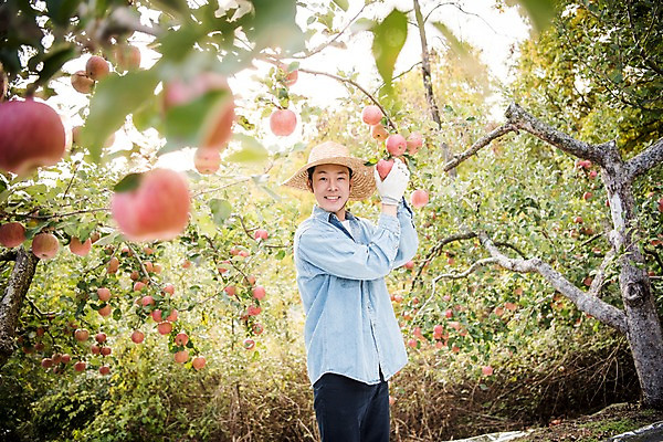 포토 JPG 주간 나무 남자 과일 한명 서기 웃음 상반신 성인 야외 옆모습 아웃포커스 30대 한국인 수확 가을 사과 과수원 사과나무 과일따기 안동 성인남자한명만 국내포토 자연요소 식물 1 계절 뷰포인트 농업 모션 촬영기법 표정 사람 동양인 장년 경상북도 남자한명만 성인남자만 파일형식