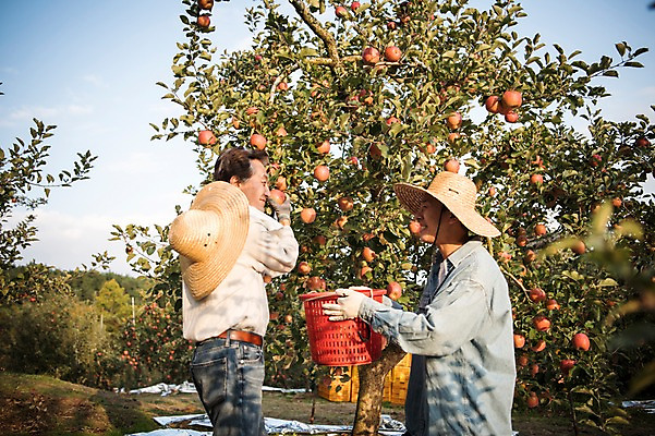 포토 JPG 주간 나무 노년 남자 아들 과일 가족 서기 미소 들기 상반신 성인 야외 두명 옆모습 아웃포커스 30대 바구니 한국인 수확 가을 아빠 60대 사과 농부 과수원 사과나무 과일따기 안동 부자지간 성인남자만 소상공인 국내포토 자연요소 식물 직업 계절 뷰포인트 농업 관계 모션 촬영기법 표정 사람 동양인 장년 경제 경상북도 상인 남자만 성인만 파일형식