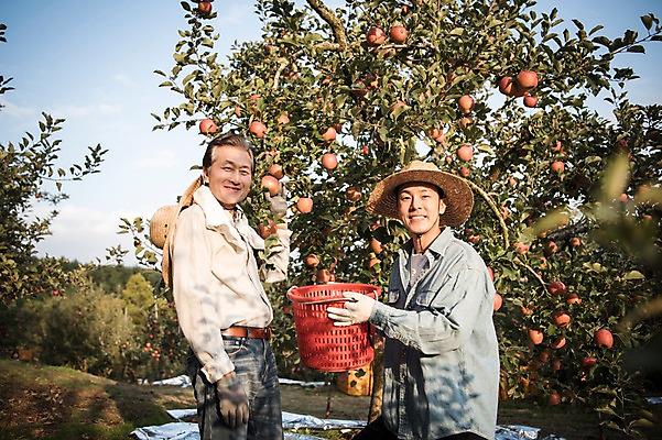 포토 JPG 주간 나무 노년 남자 아들 과일 가족 서기 웃음 들기 상반신 성인 야외 두명 옆모습 아웃포커스 30대 바구니 한국인 수확 가을 아빠 60대 사과 농부 과수원 사과나무 과일따기 안동 부자지간 성인남자만 소상공인 국내포토 자연요소 식물 직업 계절 뷰포인트 농업 관계 모션 촬영기법 표정 사람 동양인 장년 경제 경상북도 상인 남자만 성인만 파일형식