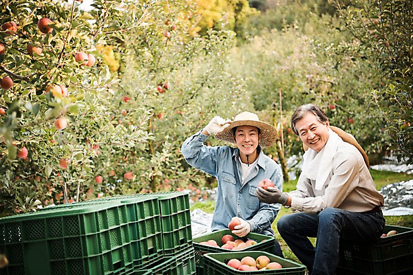 포토 JPG 주간 나무 노년 남자 아들 과일 가족 웃음 들기 앉기 상반신 성인 야외 두명 앞모습 옆모습 아웃포커스 30대 상자 기쁨 한국인 수확 가을 아빠 60대 사과 농부 과수원 만족 사과나무 사과박스 안동 부자지간 성인남자만 소상공인 국내포토 자연요소 식물 직업 계절 감정 뷰포인트 농업 관계 모션 촬영기법 표정 사람 동양인 장년 경제 경상북도 상인 남자만 성인만 파일형식