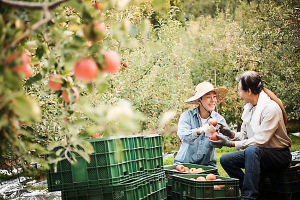포토 JPG 주간 나무 응시 노년 남자 아들 과일 가족 웃음 들기 앉기 상반신 성인 야외 두명 옆모습 아웃포커스 30대 상자 기쁨 한국인 수확 가을 아빠 60대 사과 농부 과수원 만족 사과나무 사과박스 안동 부자지간 성인남자만 소상공인 국내포토 자연요소 식물 직업 시선 계절 감정 뷰포인트 농업 관계 모션 촬영기법 표정 사람 동양인 장년 경제 경상북도 상인 남자만 성인만 파일형식