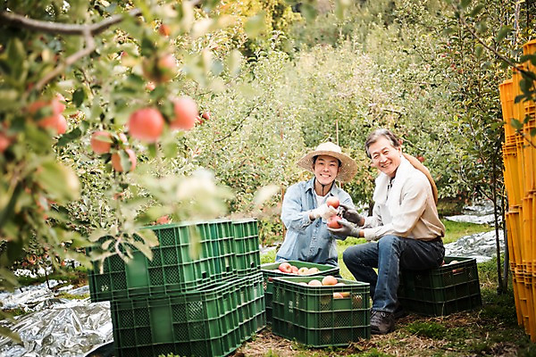 포토 JPG 주간 나무 노년 남자 아들 과일 가족 웃음 들기 앉기 상반신 성인 야외 두명 앞모습 옆모습 아웃포커스 30대 상자 기쁨 한국인 수확 가을 아빠 60대 사과 농부 과수원 만족 사과나무 사과박스 안동 부자지간 성인남자만 소상공인 국내포토 자연요소 식물 직업 계절 감정 뷰포인트 농업 관계 모션 촬영기법 표정 사람 동양인 장년 경제 경상북도 상인 남자만 성인만 파일형식
