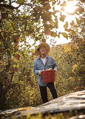 포토 JPG 주간 나무 응시 남자 여행 과일 한명 서기 웃음 들기 상반신 성인 야외 앞모습 아웃포커스 30대 바구니 한국인 수확 가을 사과 과수원 사과나무 안동 성인남자한명만 국내포토 자연요소 식물 1 시선 계절 뷰포인트 농업 모션 촬영기법 표정 사람 동양인 장년 경상북도 남자한명만 성인남자만 파일형식